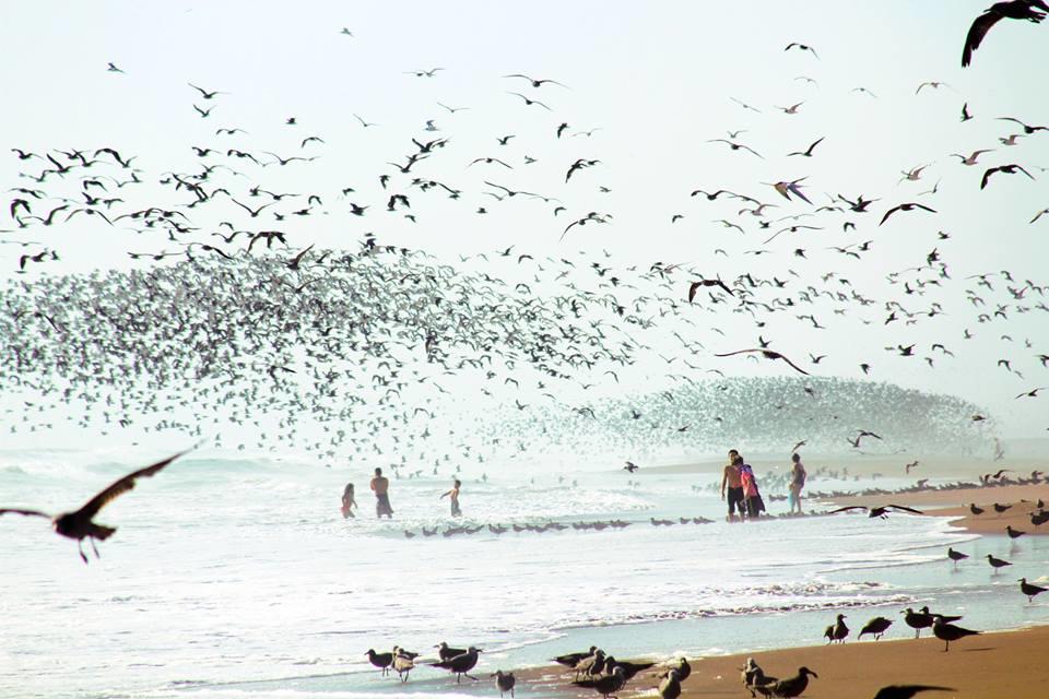 Guesthouse Playa Chinchorro Arica Exterior foto